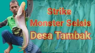 MANCING IKAN LAIS DI DESA TAMBAK
