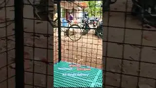 hi-tech dog cage making malayalam #keralahitechfarming #short #viralvideo