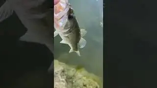 Ratltrap fish