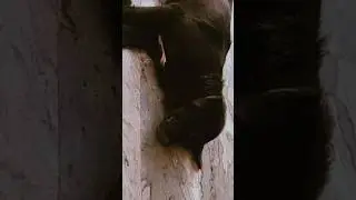 Kamal hai 😅😎💖#pawsitivepals #ytshorts #shorts #viralshorts #dog #viral #funny #comedy #trending