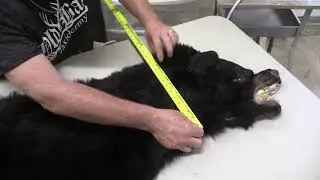 How To Measure A Black Bear (Taxidermy)