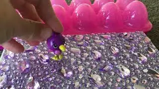 Rare hatchimals