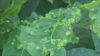 &Sigma;&upsilon;&mu;&pi;&tau;ώ&mu;&alpha;&tau;&alpha; &Epsilon;&rho;ί&nu;&omega;&sigma;&eta;&sigmaf; &sigma;&epsilon; &delta;έ&nu;&delta;&rho;&omicron; &kappa;&alpha;&rho;&upsilon;&delta;&iota;ά&sigmaf; &kappa;&alpha;&tau;ό&pi;&iota;&nu; &pi;&rho;&omicron;&sigma;&beta;&omicron;&lambda;ή&sigmaf; &alpha;&pi;ό &tau;&omicron; ά&kappa;&alpha;&rho;&iota; Eriophyes erineus