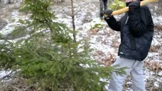 Julegrans jakt