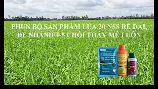 Lúa 20 NSS rễ dài, đẻ nhánh 4-5 chồi thấy mê luôn