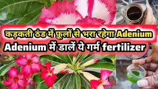 Adenium में डालें ये गर्म Fertilizer और देखें कमाल | Adenium care in December - January |Adeniumcare