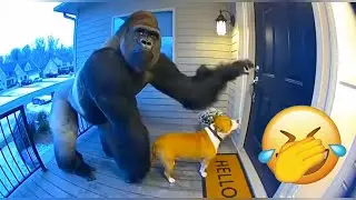 The Funniest ANIMALS of 2026 So Far 🍓 NEW Funny Animal Videos 😊 #funnydogs #funnycats #animals