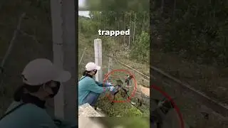 Trapped Baby Goat Rescued by this Brave Girl 🐐✨#shorts