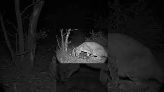 Bobcat & Fox Bond: An Unlikely Protector in the Wild (AI Generated)