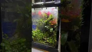 CRBE 2023.. enjoy these derpy clips of some AMAZING creatures!! 🦎🐍 #reptile #reptileexpo