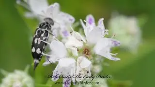 TUMBLING FLOWER BEETLE  Hoshihananomia octopunctata