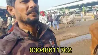 1/ January 5, 2026/Multan mandi kante per kharidari Rajasthani sahiwal janwar pak Punjab farming 