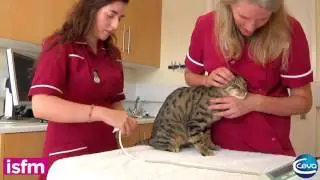 Blood pressure measurement in the cat: use of HDO (high definition Oscillometry) Equipment (French)