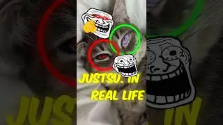 Naruto Fans Attempt EPIC Real-Life Ninja Jutsu!