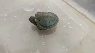 Moving House Brings a Turtle Hatchling