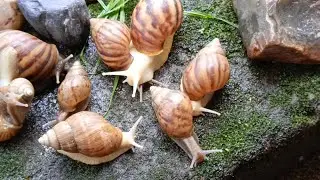 The Amazing Adaptation of Snails, more than just a shell  #nature #SnailAdaptations #MolluscMarvels