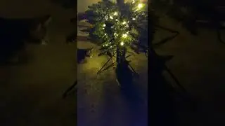 Christmas with the FAM-A-LA 2023 #cat #christmas #kittens #family #holiday #fun #christmastree