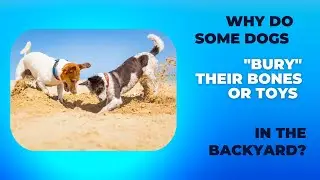 Why do some dogs bury their bones or toys in the backyard #petU #doglover  #dogbehavior