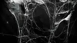 kupol