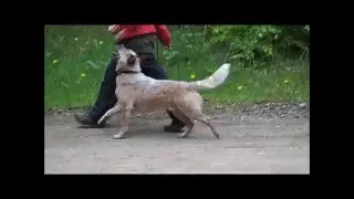Ridick Heelwork