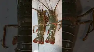 Amazing Lobstar Fish......🦐🦞🦑🦀