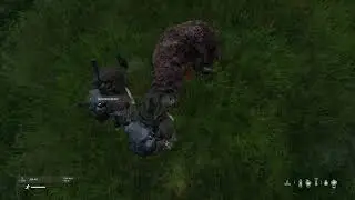 Usain bolt of a bear !