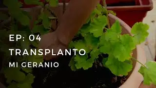 EP:04 GERANIUM