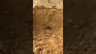 The atmosphere while digging for big crickets, but in a really deep place. Episode 50.