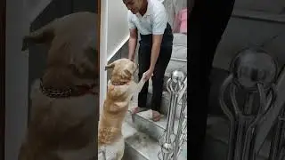 Proved Leo🐕good boy.#excitedforgaming #welldone #viralvideo #doglover  #obedientdog #labradorpuppy😍😍