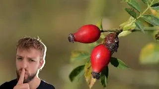 Die absolute Vitamin C-Bombe: HAGEBUTTE