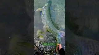 90cm | 35.4