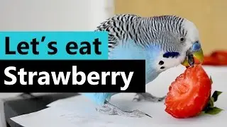 Cookie loves to eat strawberry - My little Budgie bird