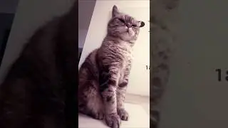#обзор# котики # #music #cat #
