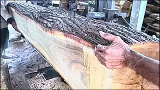 amazing saman wood shavings at the sawmill
