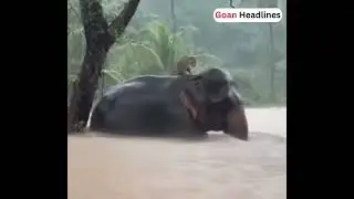 At Sri Lanka a leopard was seen climbing onto an elephant&rsquo;s back to escape deadly flood