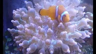 Commercializing Ecology: Why investing in EasyReefers on Patreon means saving the world. 07.16.2018