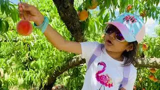 Peach Picking @ Jones Orchard