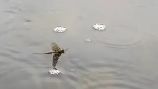 Det där med att fiska Öring