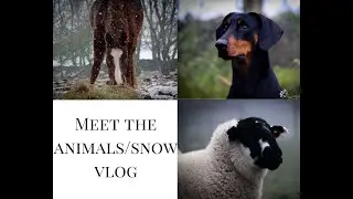 ||Meet the animals/snow vlog||