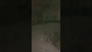 go Sissy go 🐕 she loves playing in the snow  #white #winterstorm2026 #snow #dog #play #fyp