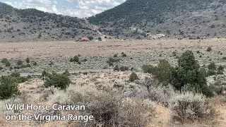 Wild Horse Caravan on the Virginia Range