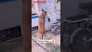 DOG SAVING PEOPLE'S LIVES #RESPECT DOGS #helping dog #viralvideo #shorts