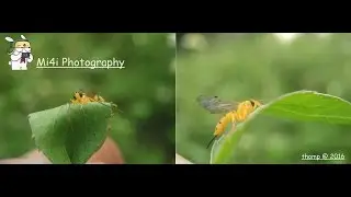 Tutorial Macro 1 2016 ( Tips & Trick Macro Phone  With Xiaomi Mi4i )