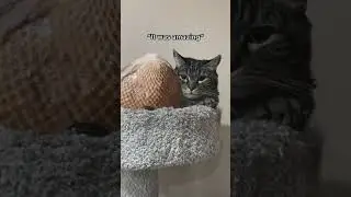 Penny's love story penny the talking cat/singing cat |aymieandgracie tiktok