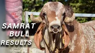 Samrat gir bull results || Samrat gir bull mother and father || samrat bull ditels 