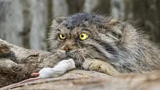 Pinaka Mabangis,Pinaka Bibihira at Pinaka Masamang Pusa Mundo!