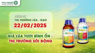 Giá lúa gạo hôm nay 22/02/2025 | Giá lúa tươi bình ổn - thị trường sôi động | Phú Nông