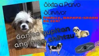 Shihtzu a Parvo virus survivor | Shihtzu Dog&rsquo;s Grooming | Before and After Grooming of Dog