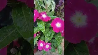 sadabahar vinca flower 🌺🌻🌹🌷Care tips for healthy growing..... #garden #plants #gardenremedie #viral