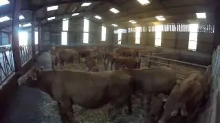 rentr&eacute;e des vaches limousines avec leur veaux fin d'ann&eacute;e 2017 [GoPro]